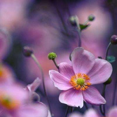 九游会演示计划