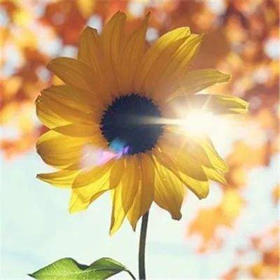 皇家88下载手机版